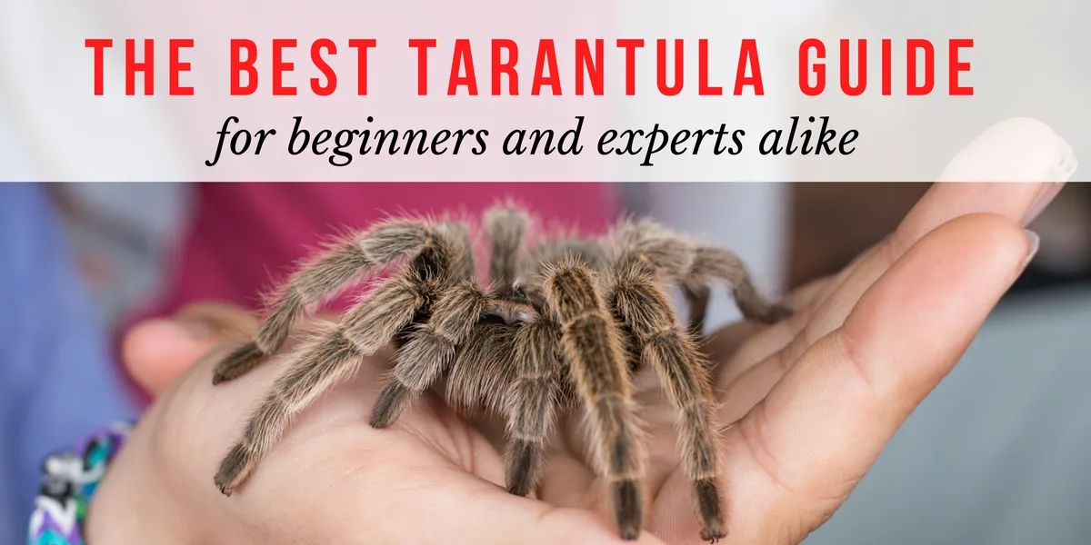 20418 pink zebra beauty tarantula
