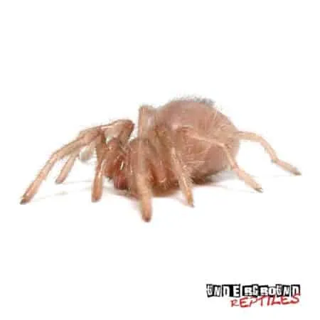 20421 cdtt breeding setup