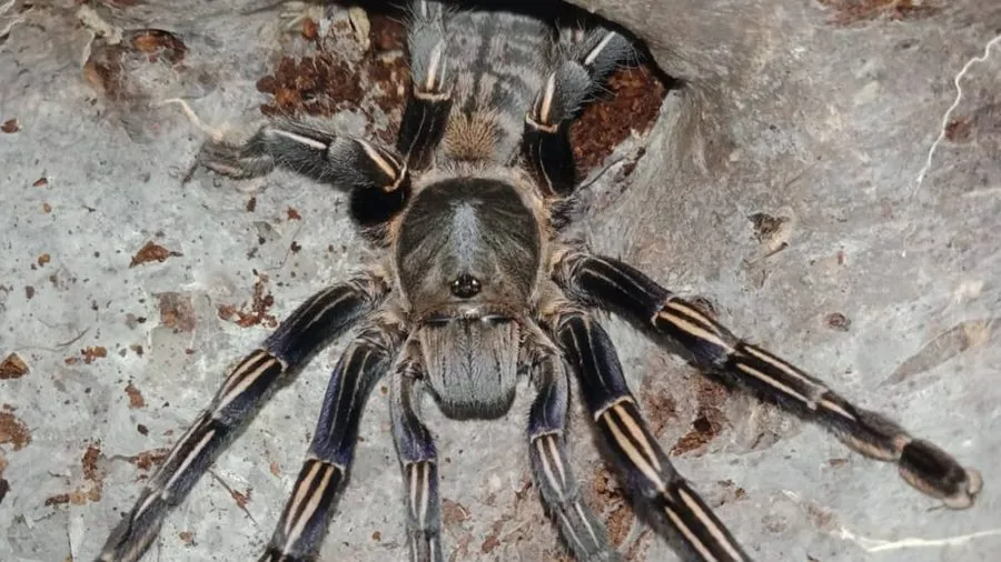 20422 ratchaburi tarantula enclosure cleaning