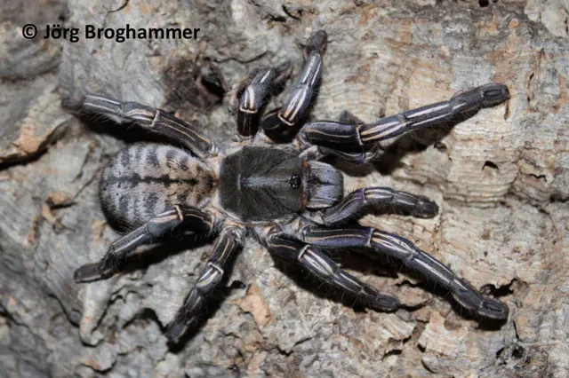 20422 ratchaburi tarantula feeding