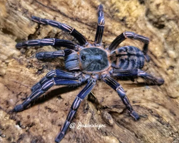 20422 ratchaburi tarantula handling