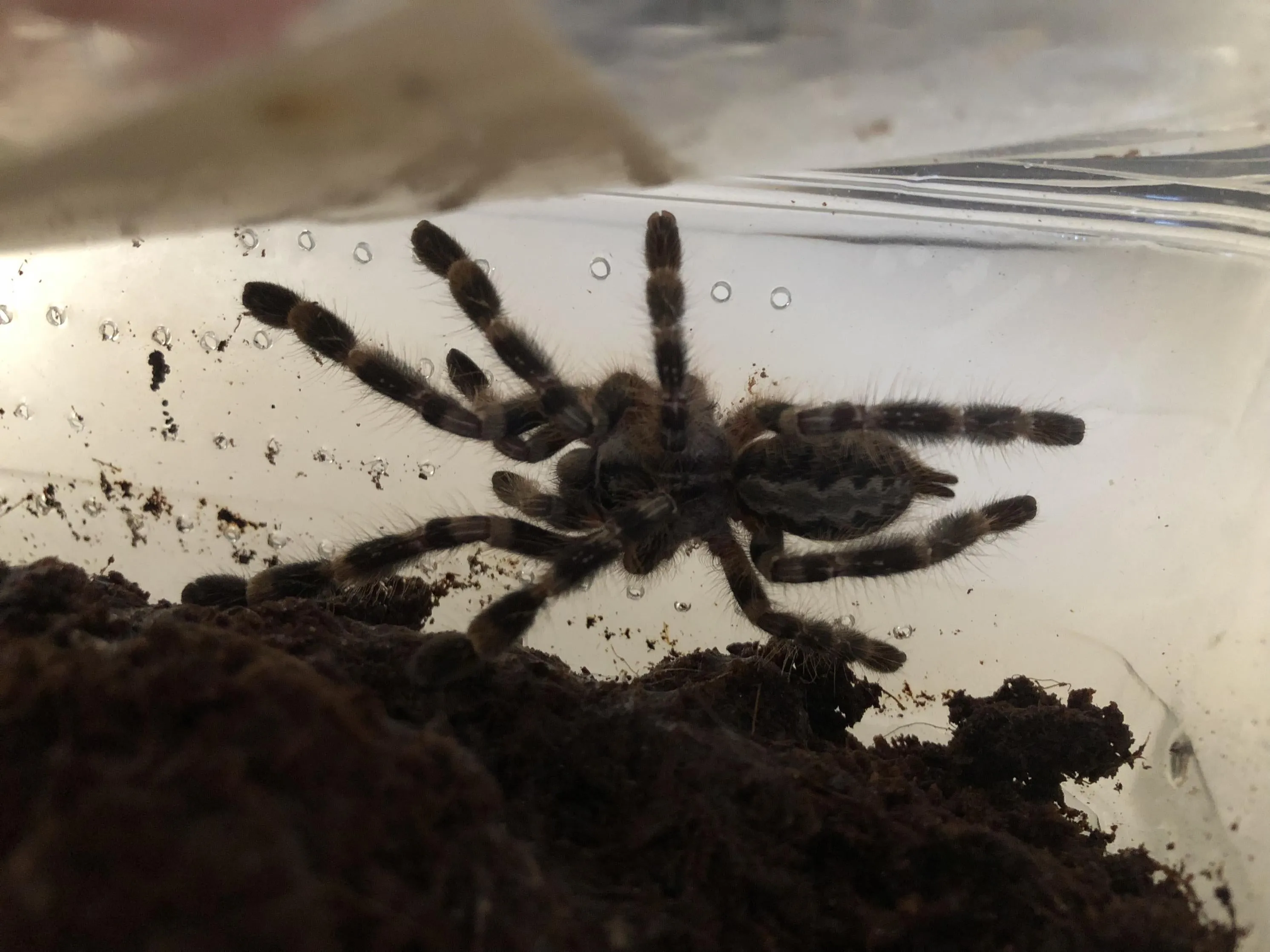 20422 ratchaburi tarantula health check