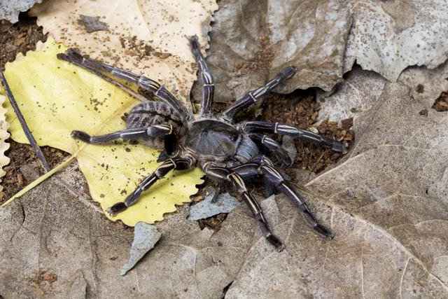 20422 ratchaburi tarantula water bowl