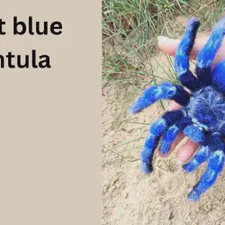 /img/20425-cobalt-blue-tarantula-handling.webp
