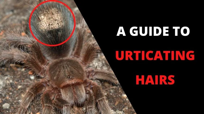 20428 tarantula care guide