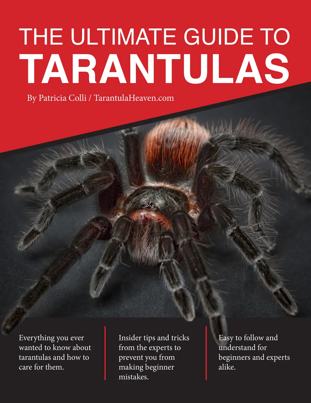 20428 tarantula habitat