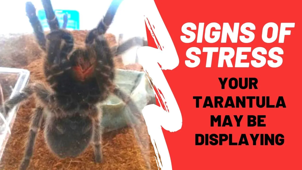 20428 tarantula hydration