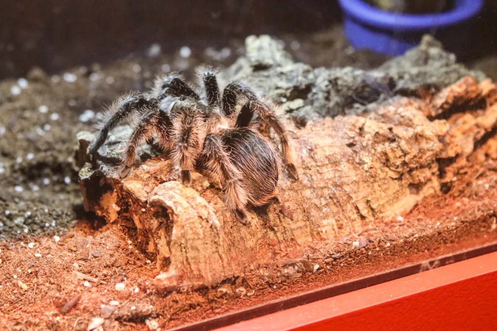 20428 tarantula species