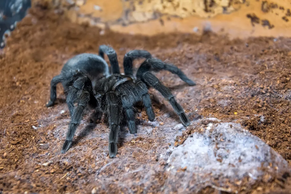 20433 barbados tarantula conservation
