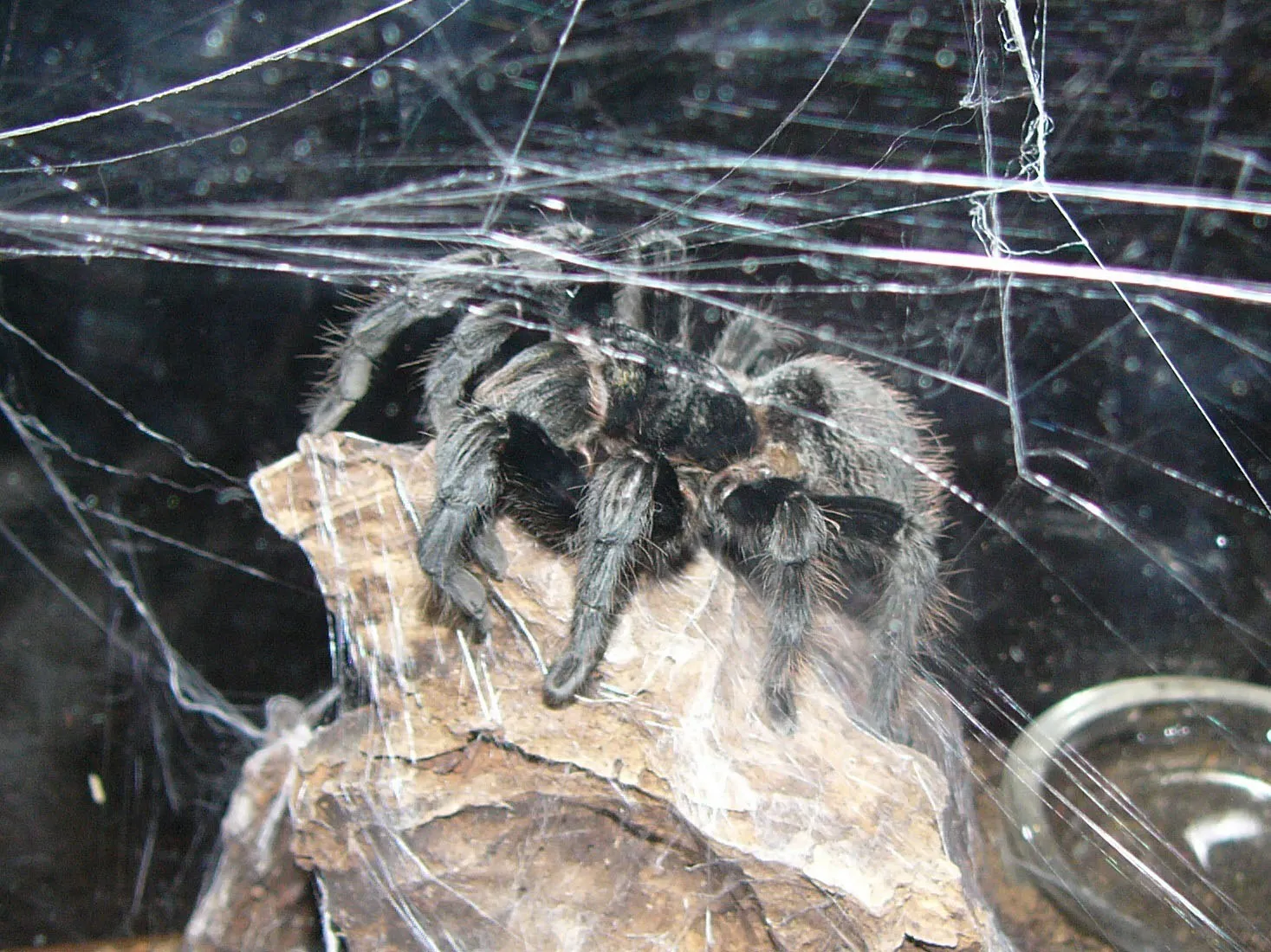 20433 barbados tarantula size