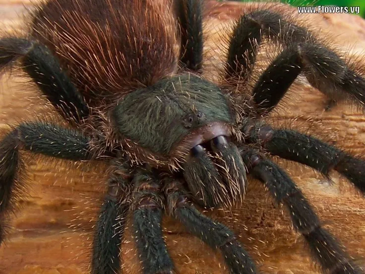 20433 barbados tarantula venom