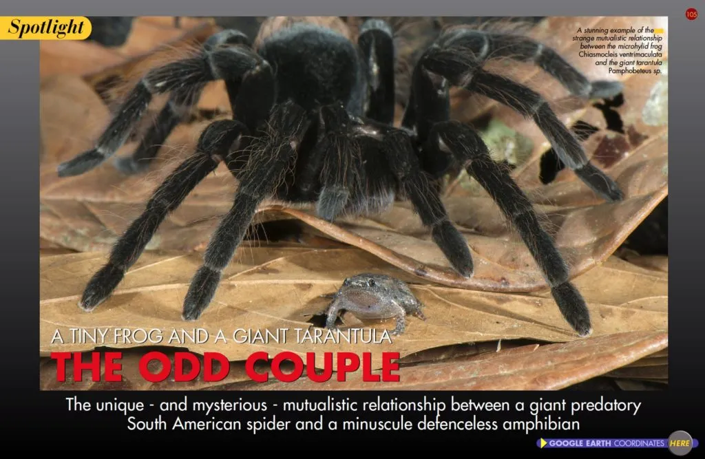 20434 tarantula fangs