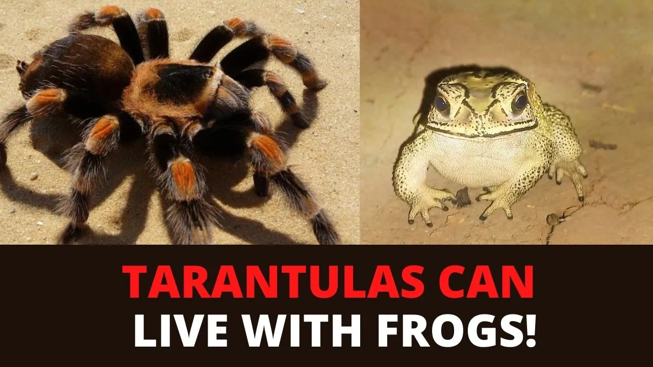 /img/20434-tarantula-vs-frog-environment.webp