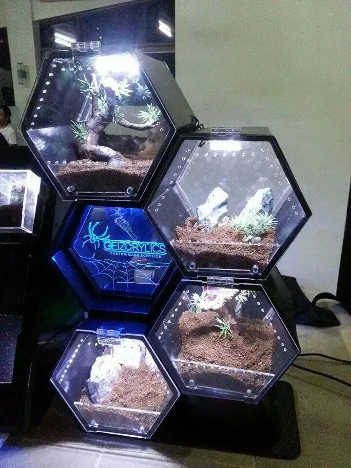 20436 obt tarantula enclosure cleaning