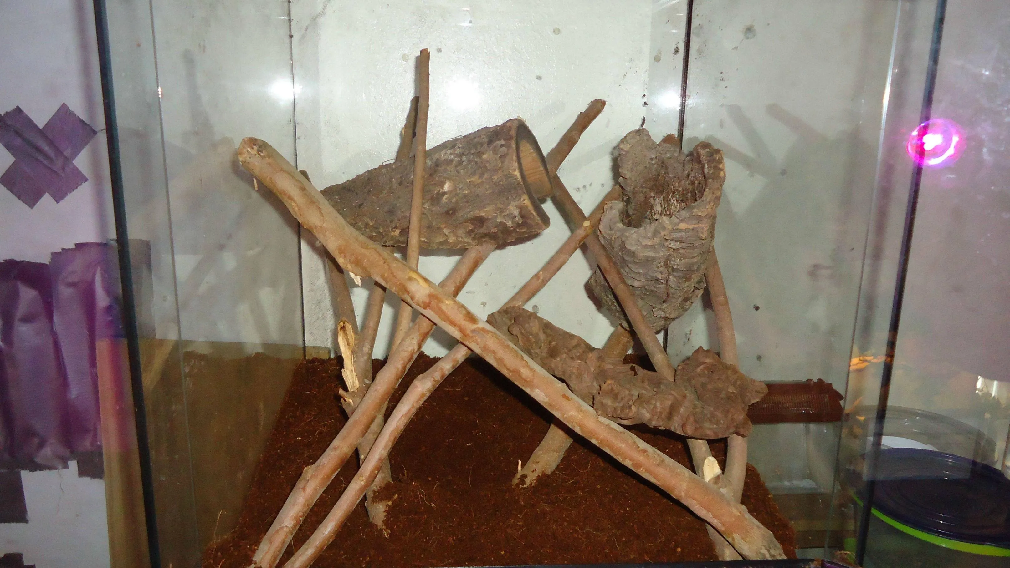 20436 obt tarantula enclosure planning