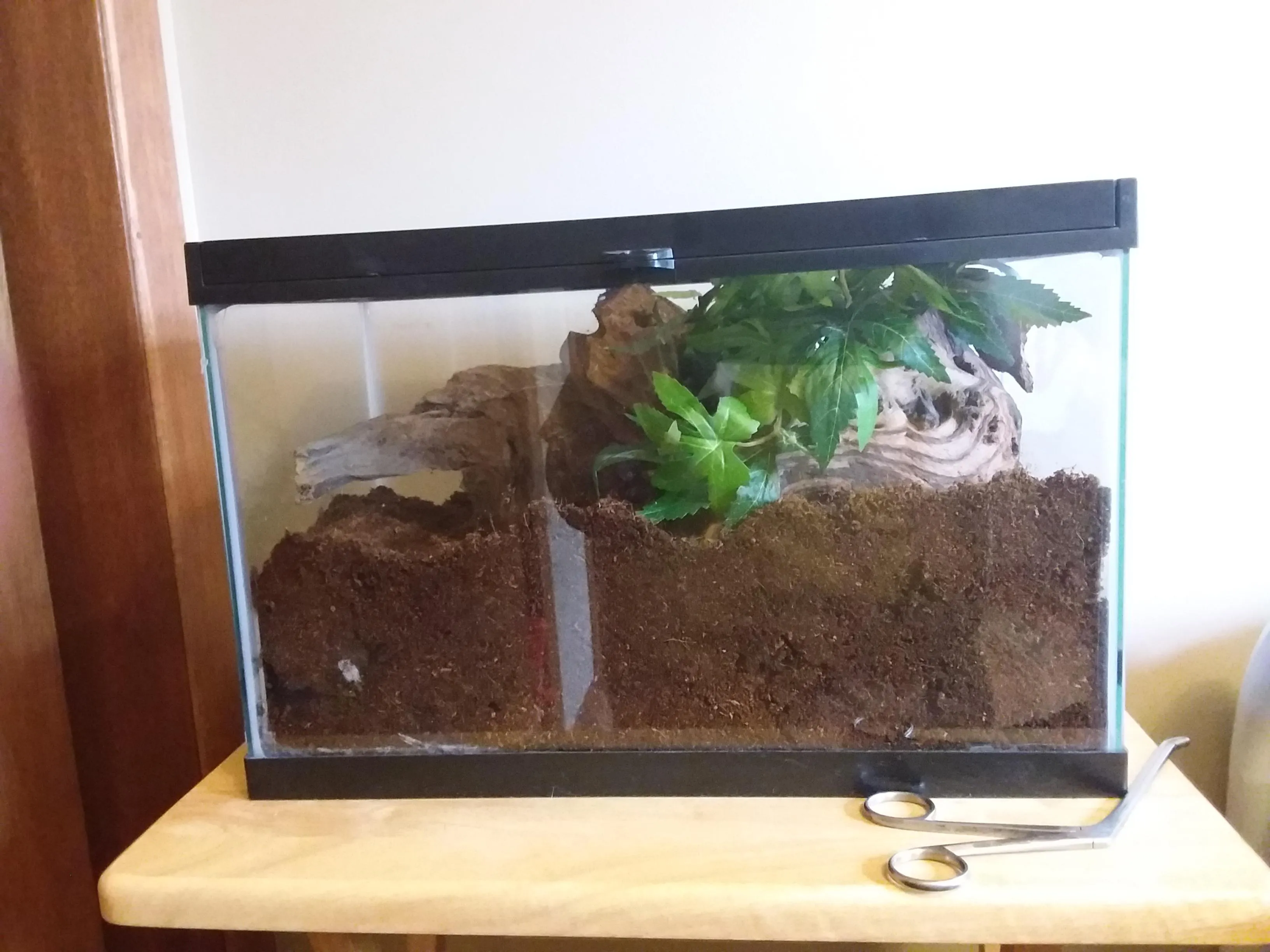 20436 obt tarantula enclosure size