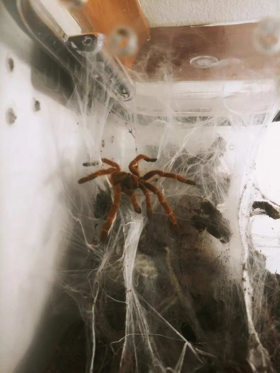 20436 obt tarantula enclosure substrate