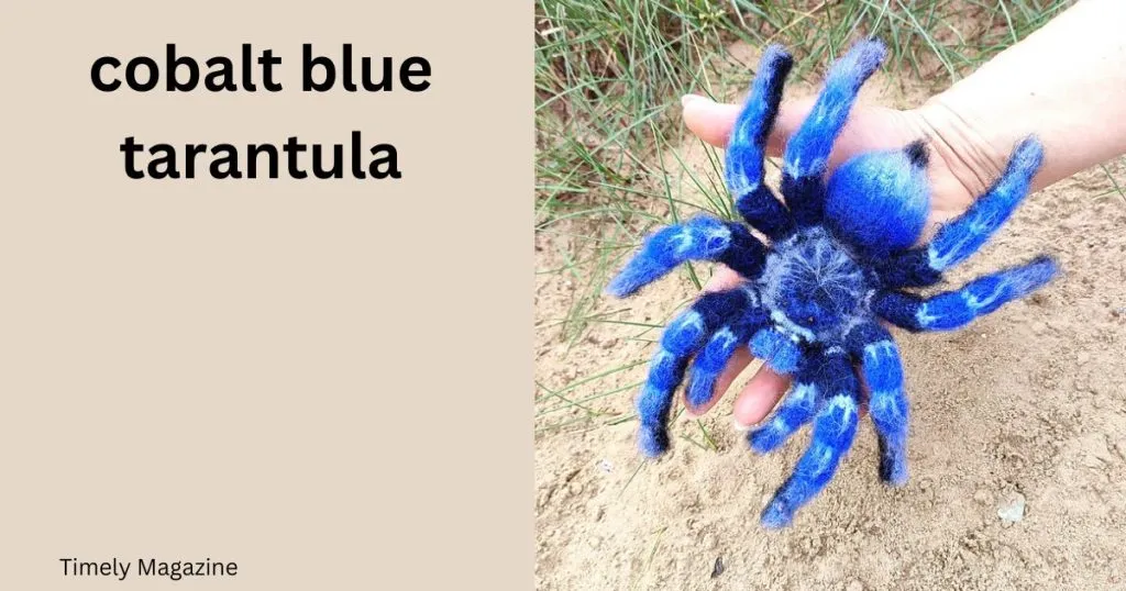 /img/20437-cobalt-blue-tarantula-healthy.webp