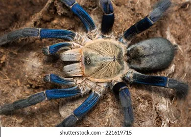 20437 cobalt blue tarantula misting