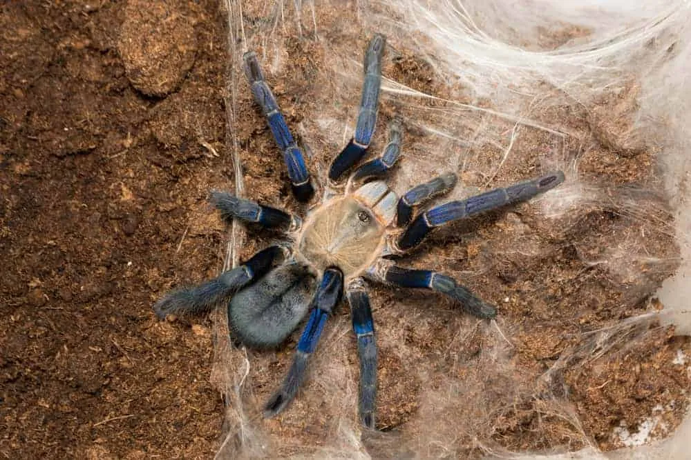 20437 cobalt blue tarantula substrate