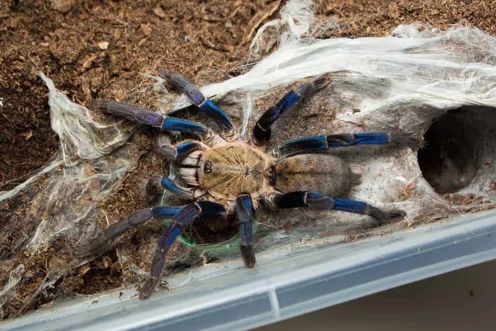 20437 cobalt blue tarantula water dish