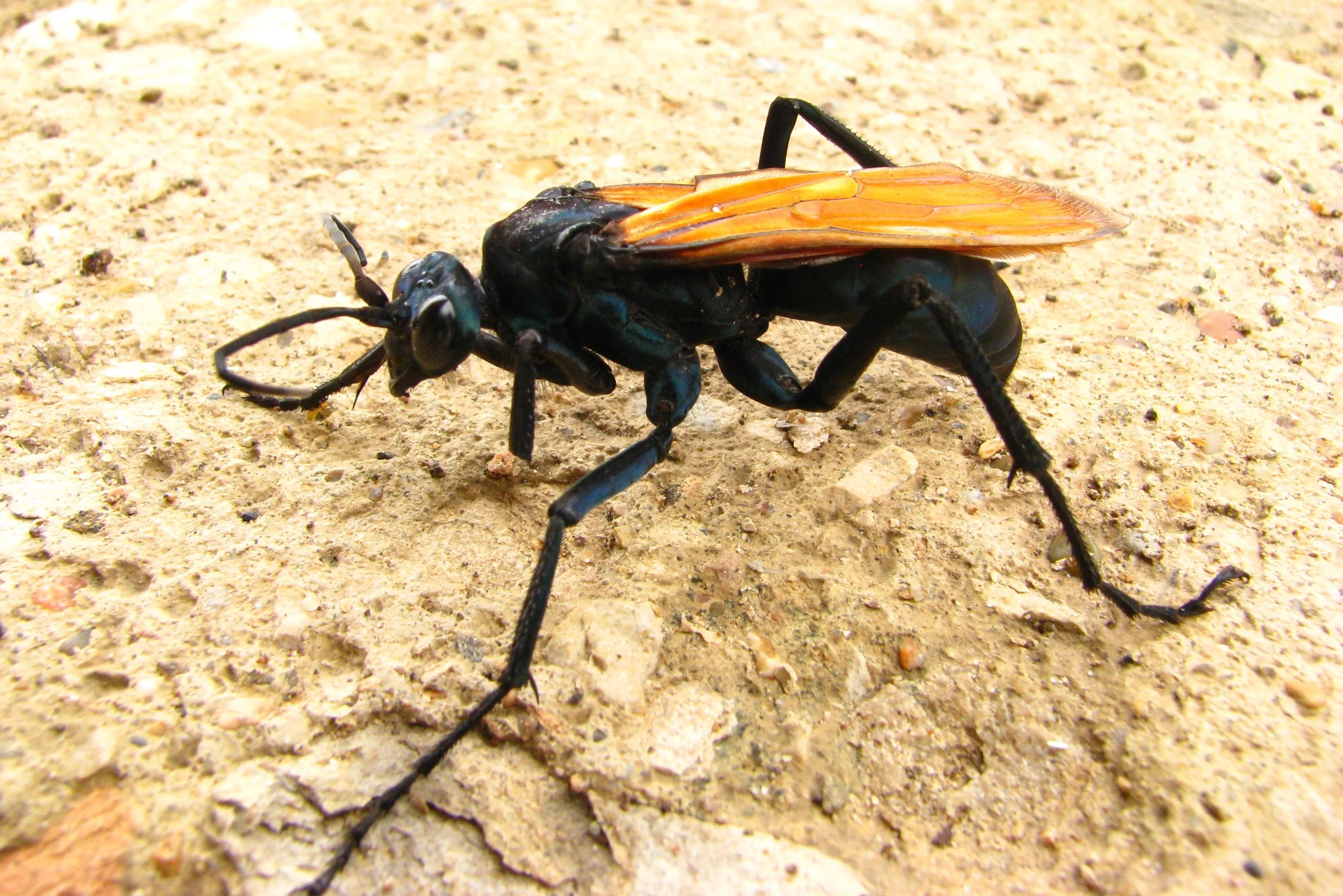 20439 first aid tarantula hawk