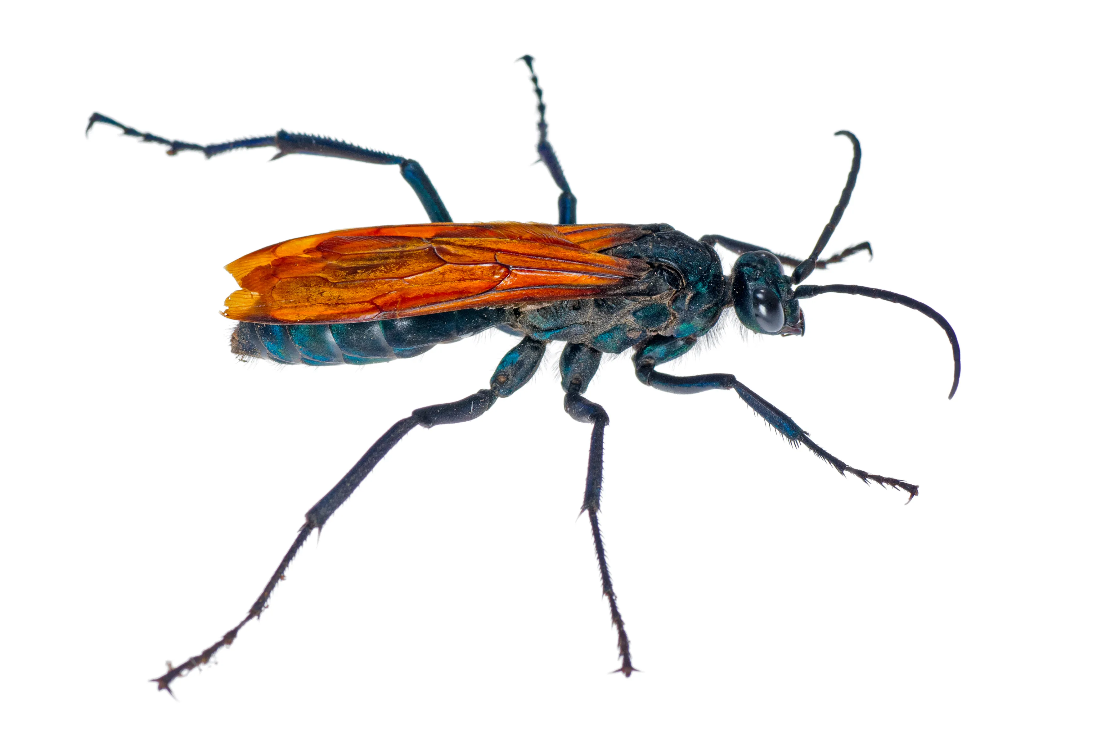 20439 tarantula hawk sting