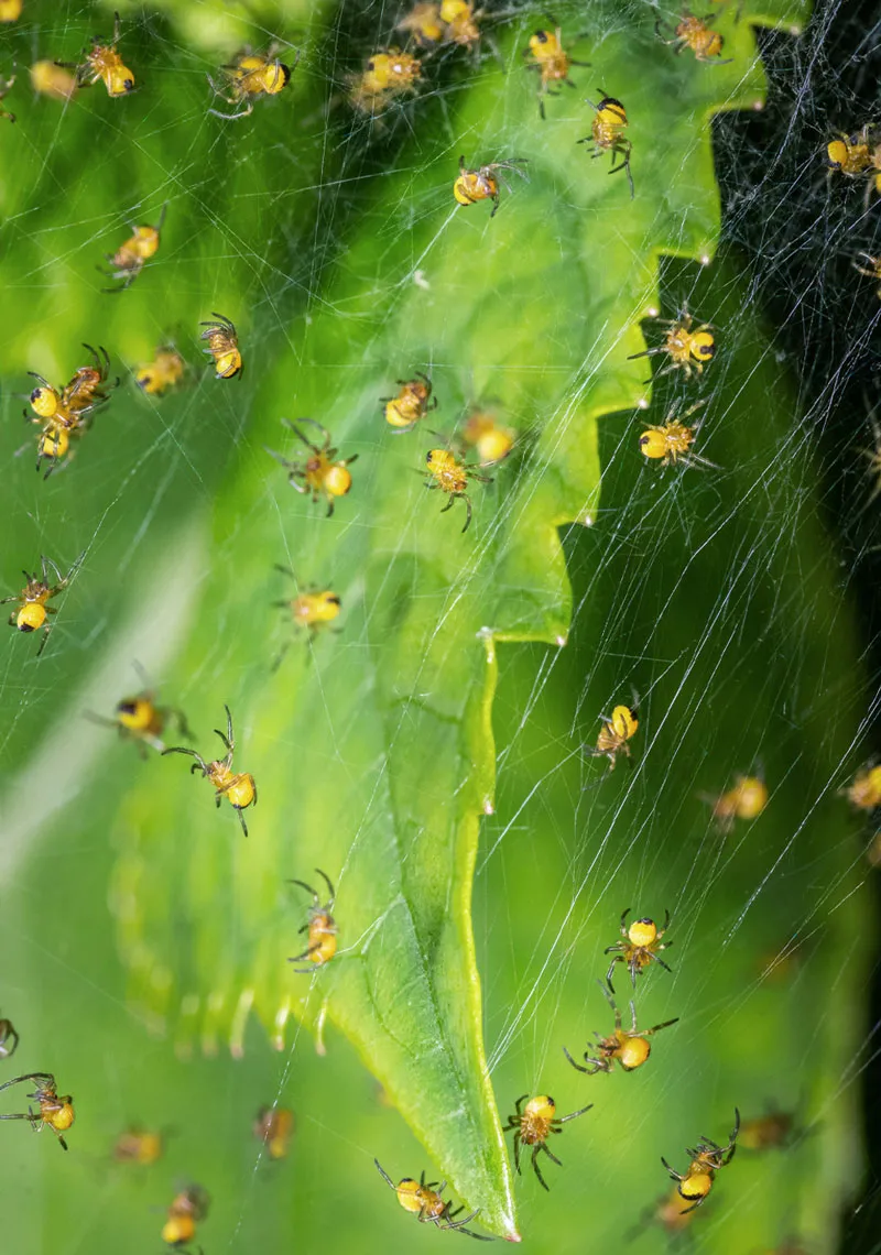 20445 dream interpretation journal