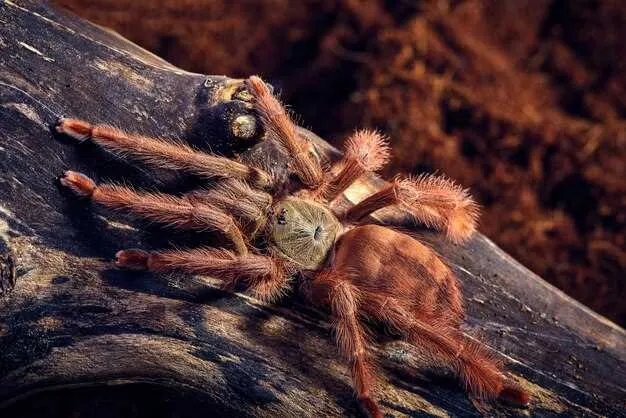 20445 dream spider tarantula