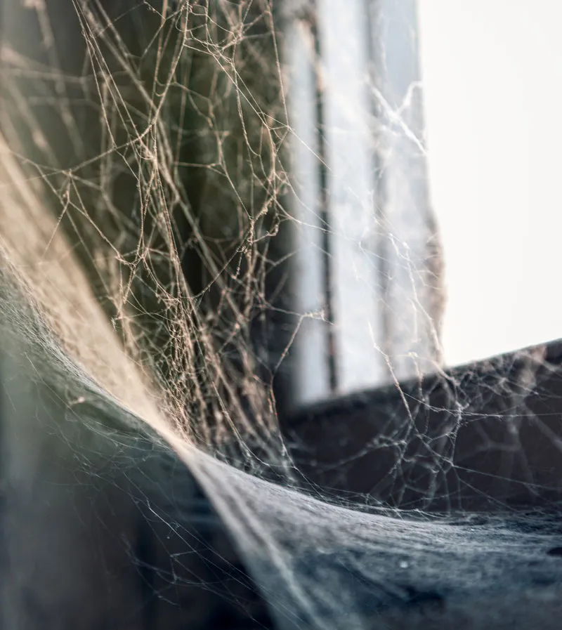 20445 dream transformation