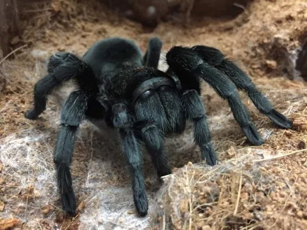 20451 brazilian black tarantula australia