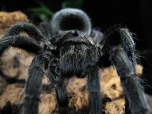 20451 healthy tarantula