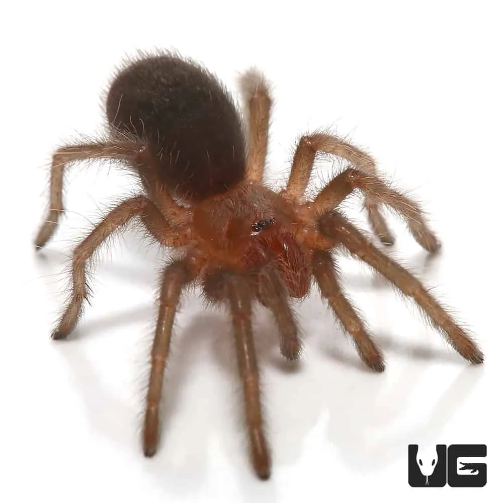 /img/20451-tarantula-vet.webp