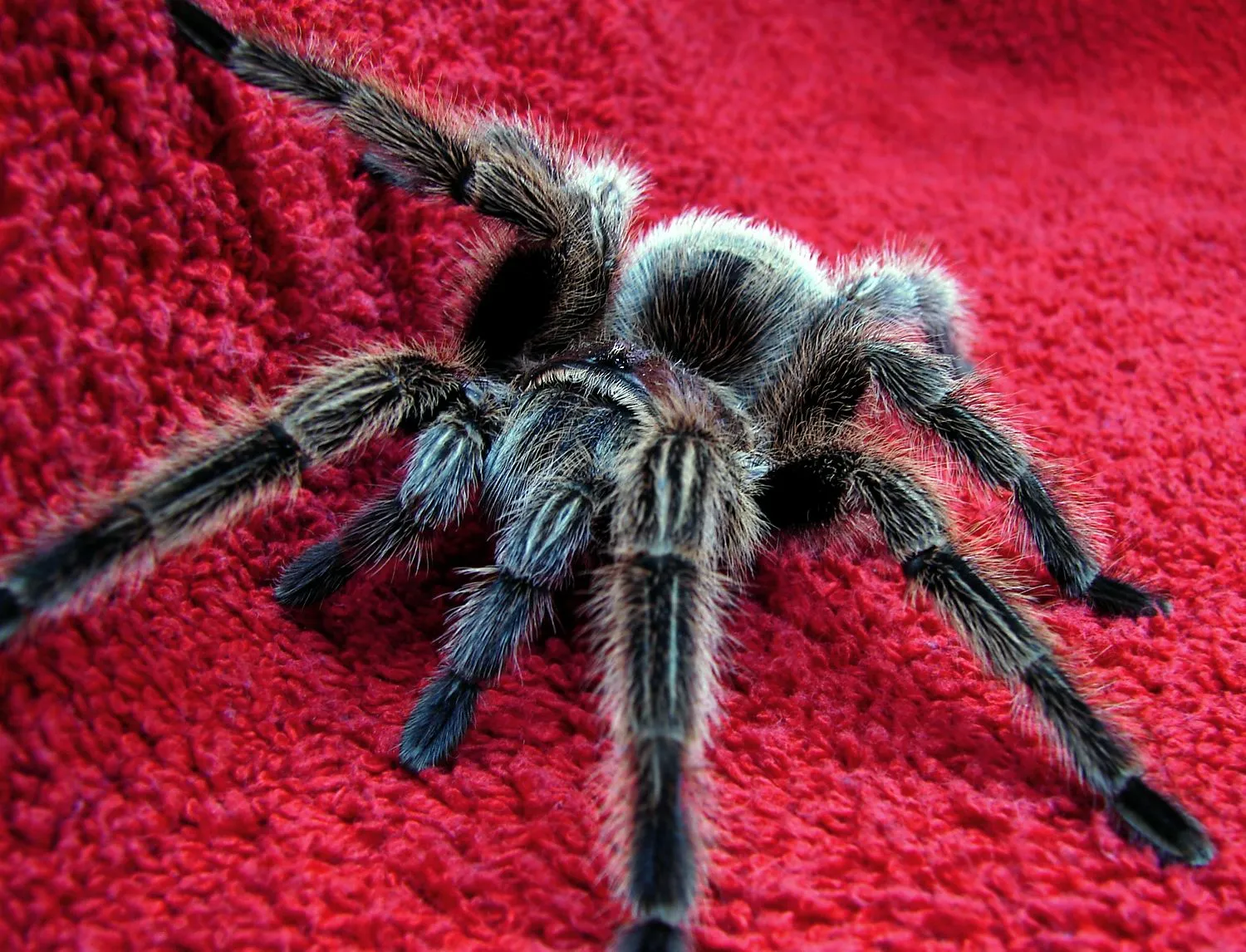 /img/20453-tarantula-venom-research.webp