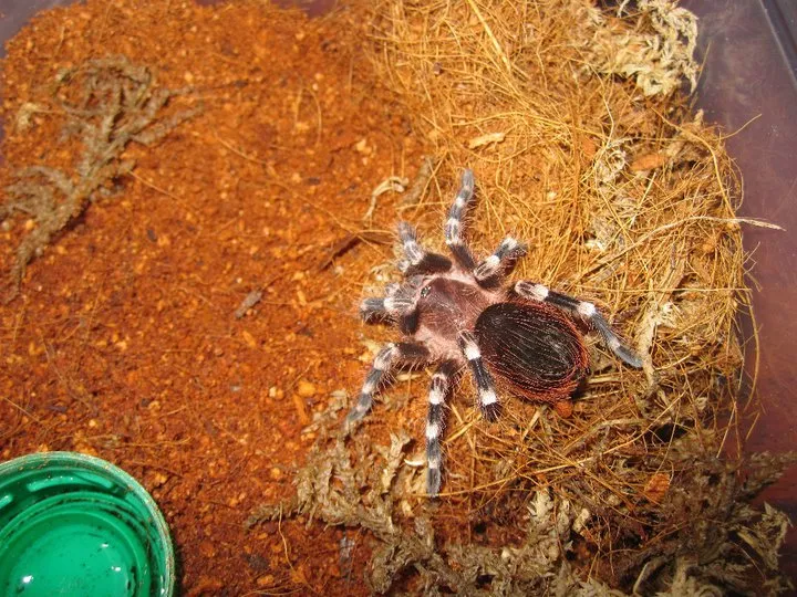 20454 asian earth tiger tarantula