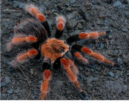 20454 borneo black tarantula