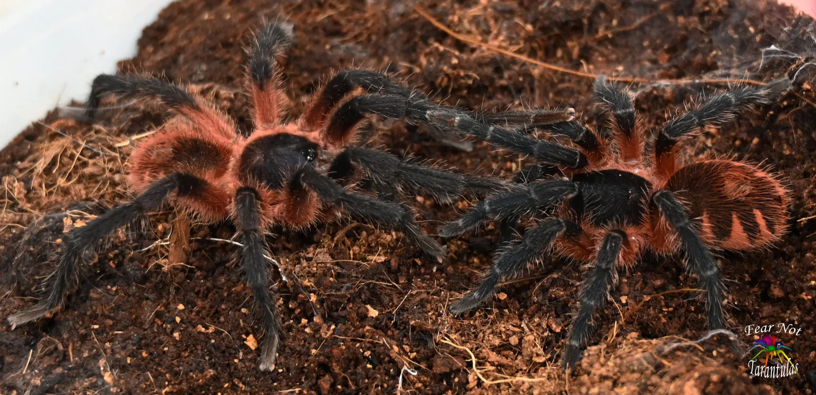 20454 chilean rose hair tarantula