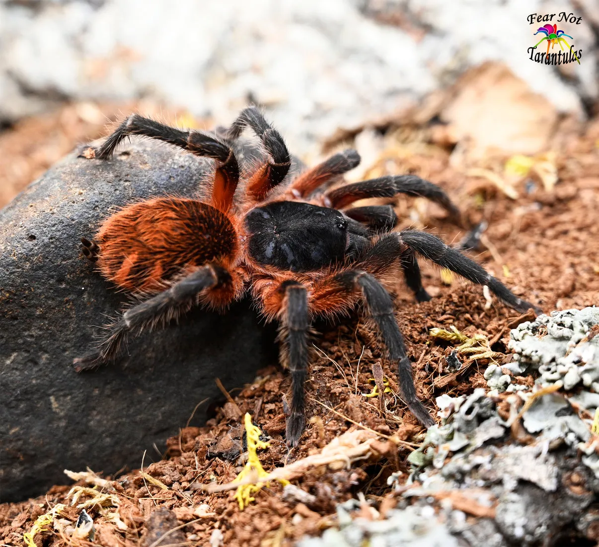 20454 mexican red knee tarantula
