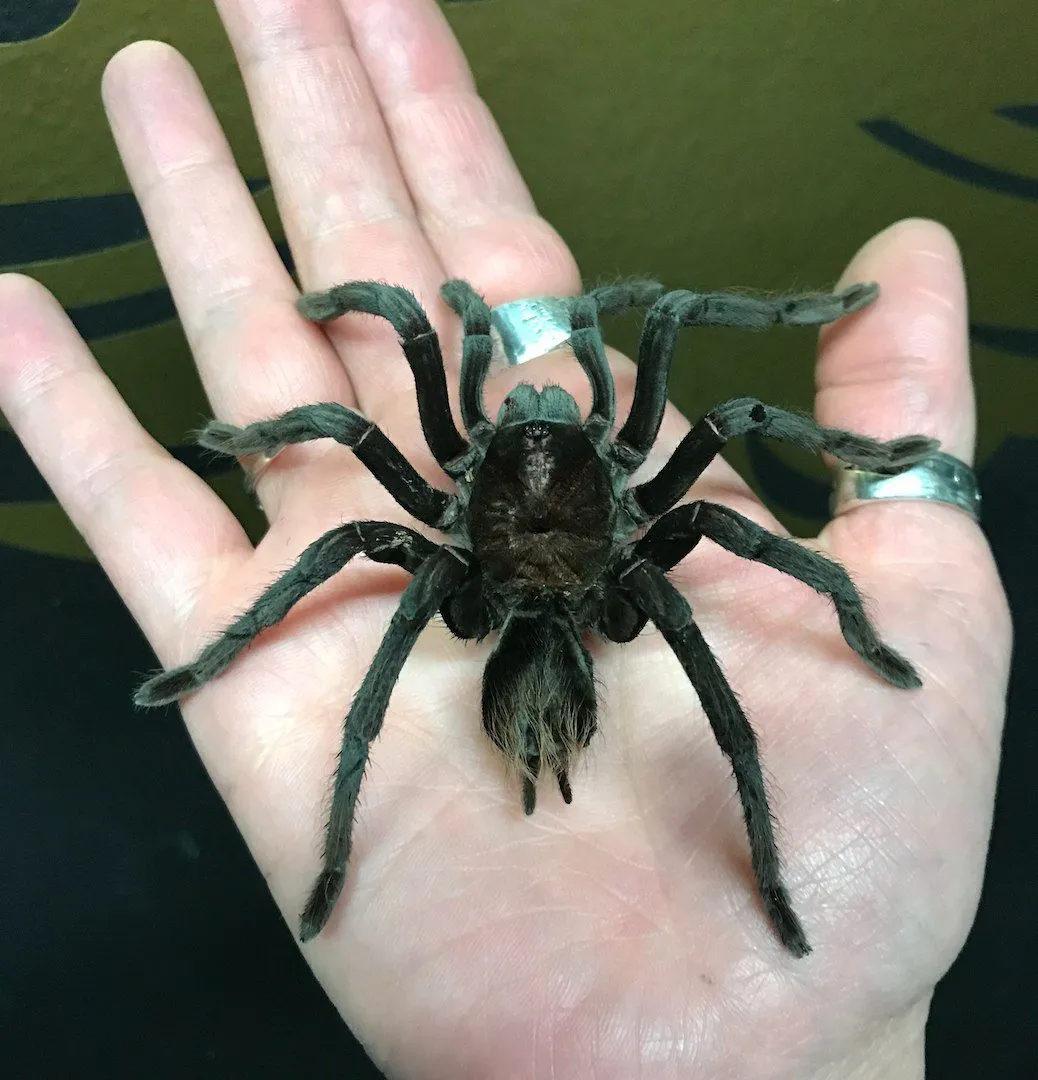 20458 pet tarantula