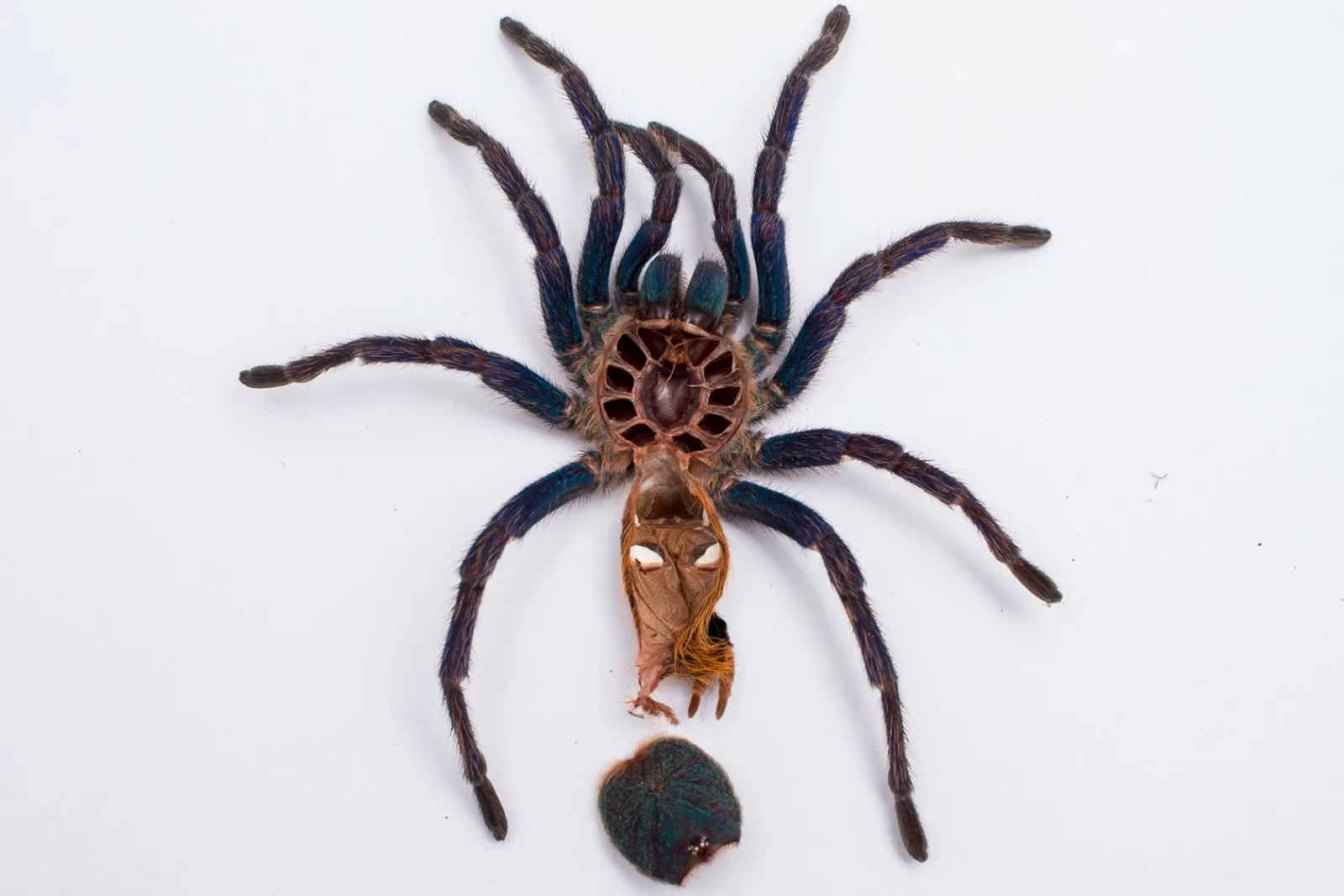 20458 tarantula molting