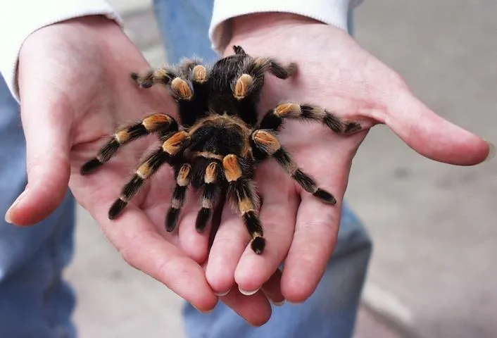 20459 mexican red knee tarantula adult
