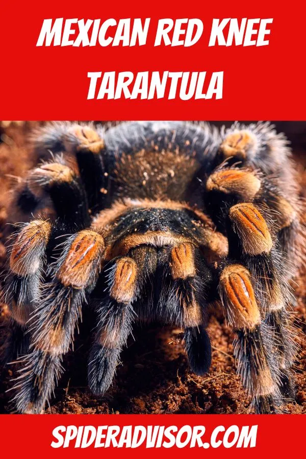 20459 mexican red knee tarantula feeding