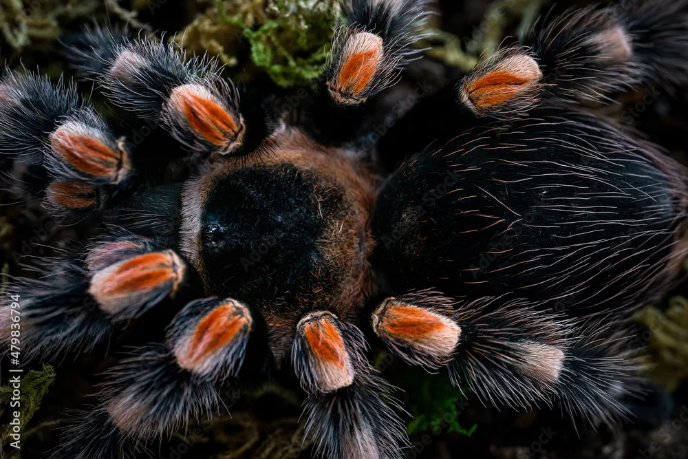 /img/20459-mexican-red-knee-tarantula-spiderling.webp
