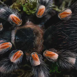 /img/20459-mexican-red-knee-tarantula-spiderling.webp