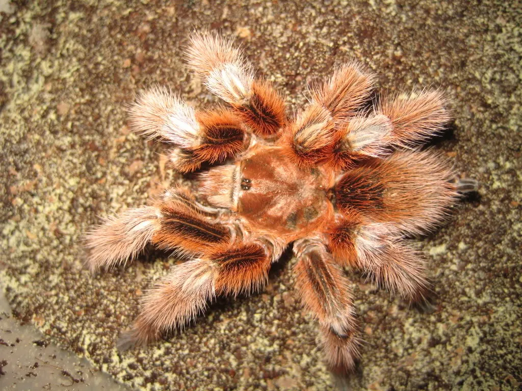 20460 chilean rose tarantula appearance