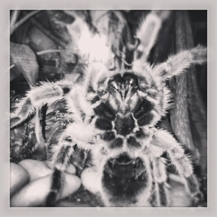 20460 chilean rose tarantula enclosure