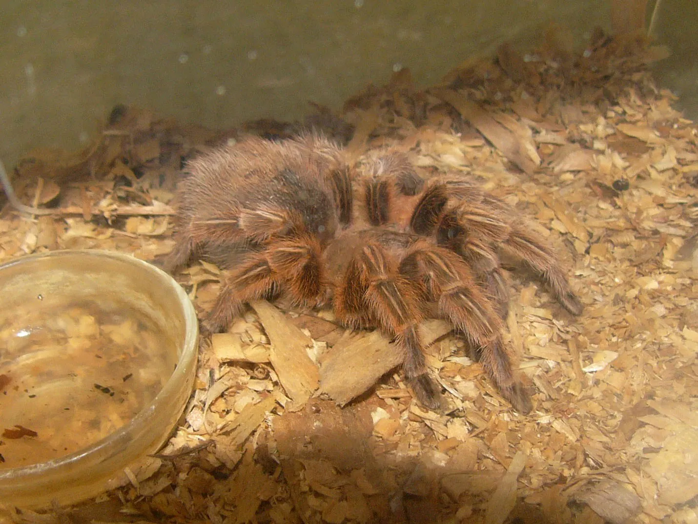 20460 chilean rose tarantula feeding