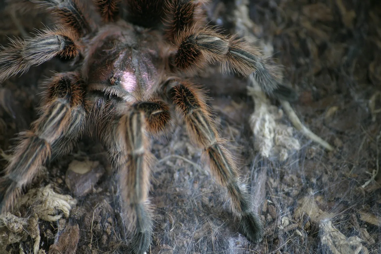 /img/20460-chilean-rose-tarantula-health.webp
