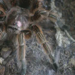 /img/20460-chilean-rose-tarantula-health.webp