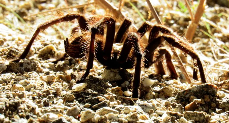 20461 female tarantula